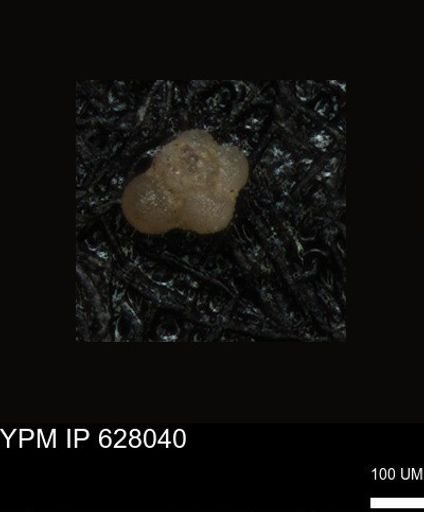 undet. Foraminiferida