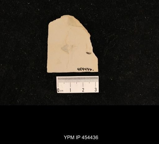 undet. Curculionidae