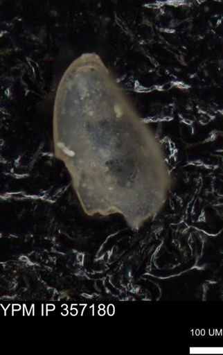 undet. Ostracoda