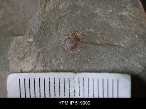 undet. Xiphosurida