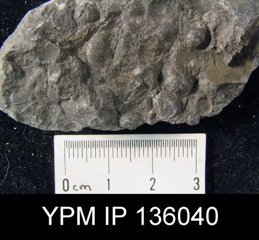 Spirigerella derbyi