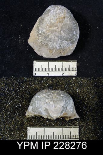 Juresania ovalis