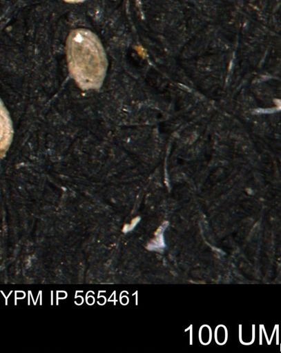 Spirolocammina planula