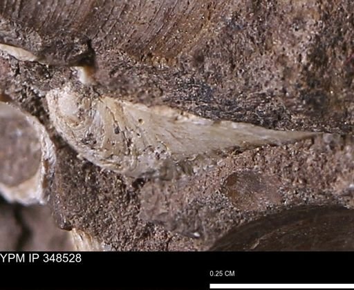 undet. Bivalvia