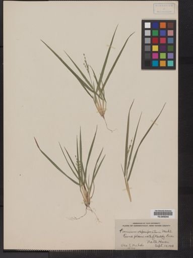 Panicum depauperatum