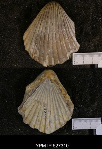 Pecten texana