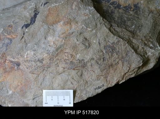 undet. Graptolithina