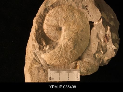 Hoploscaphites nicolletii
