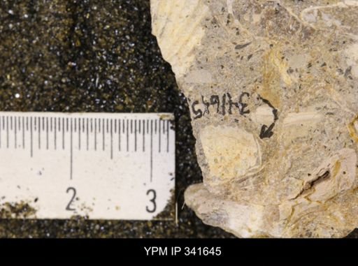 Scaphites sp.