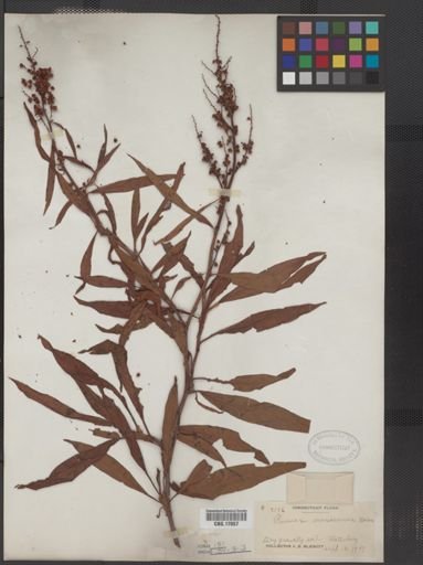 Rumex mexicanus