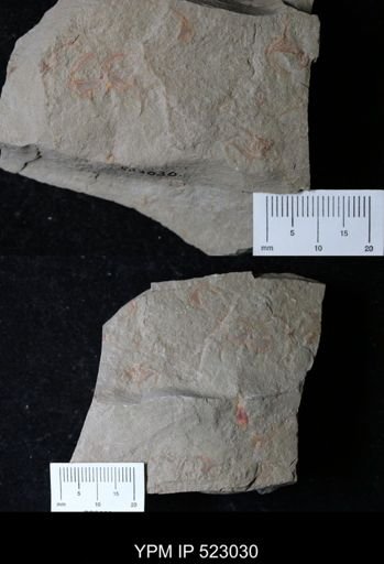 undet. Cornuta
