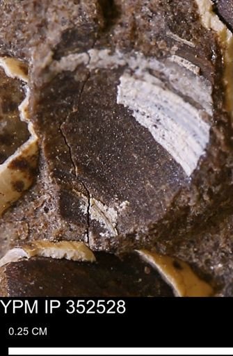 undet. Bivalvia