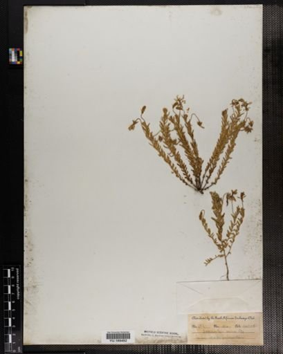 Plantae