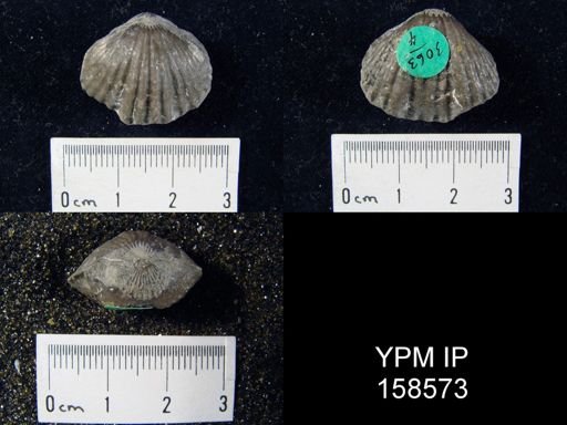 Rhynchotrema perlamellosa