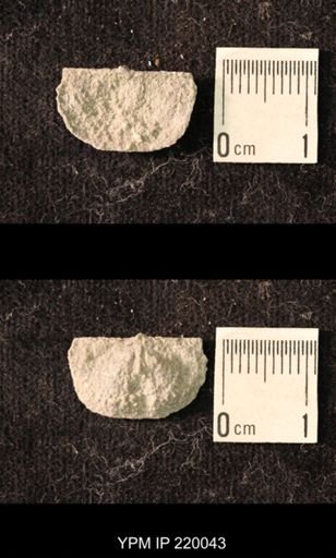 Chonetina flemingi alata