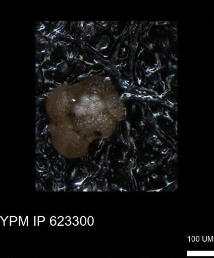 undet. Foraminiferida