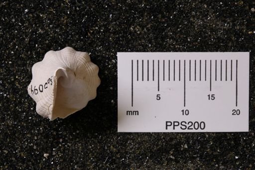 Melongena corona