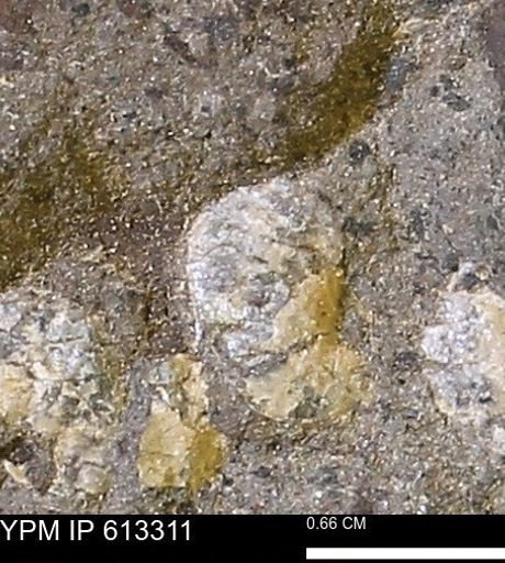 Scaphites sp.