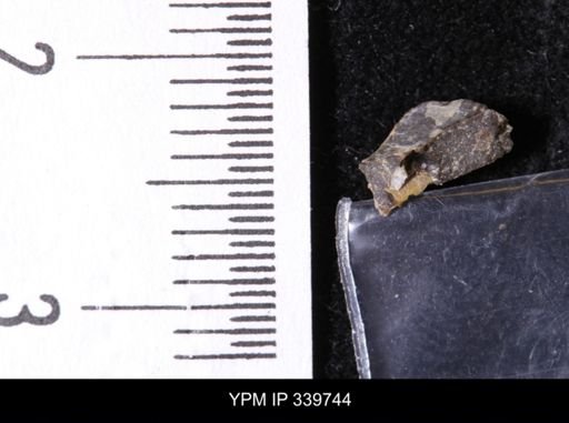 Scaphites whitfieldi