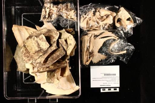 Chelydra serpentina