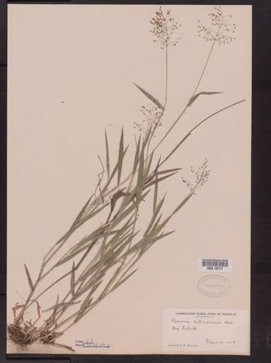 Panicum villosissimum