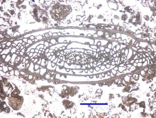 Schwagerina tersa