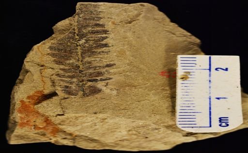 Cladophlebis sp.