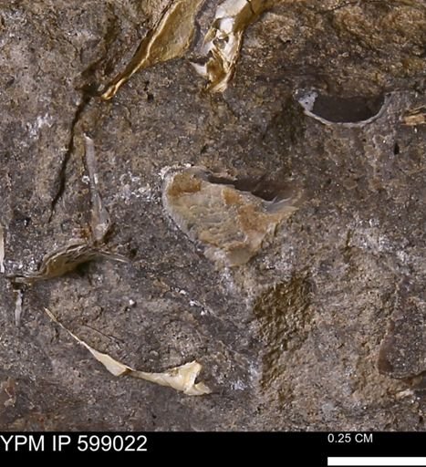 undet. Mollusca