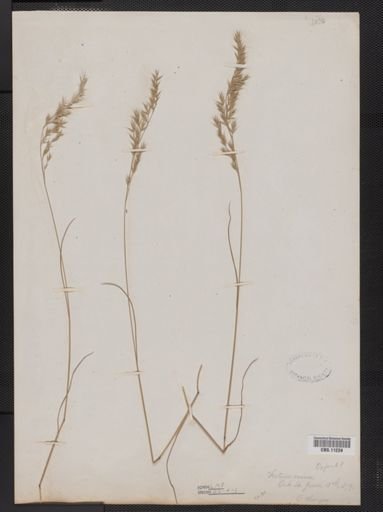 Festuca ovina