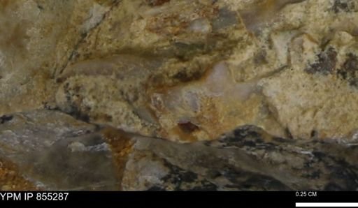 undet. Mollusca