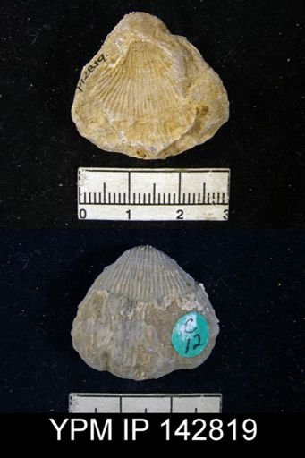 Productus asperulus