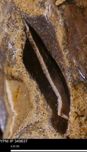 undet. Mollusca