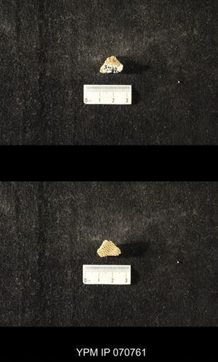 Favosites sp.