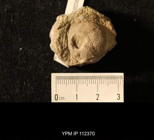 Isorophus cincinnatiensis