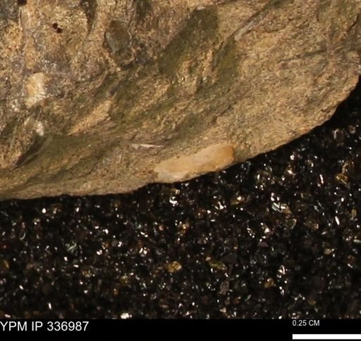 undet. Mollusca