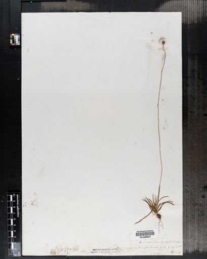 Eriocaulon compressum