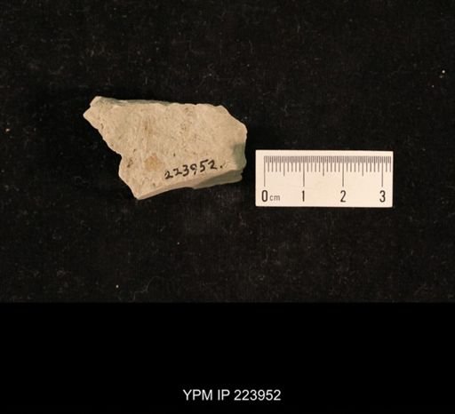 Liomopterum ornatum
