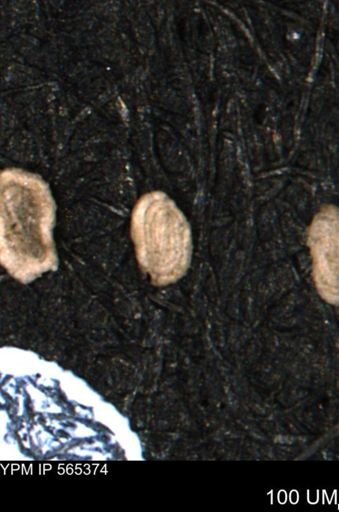 Spirolocammina planula