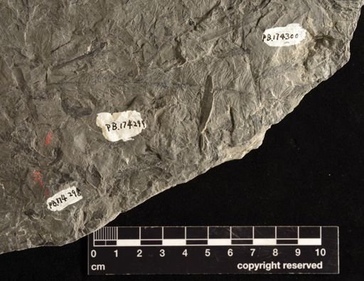 Asterophyllites sp.