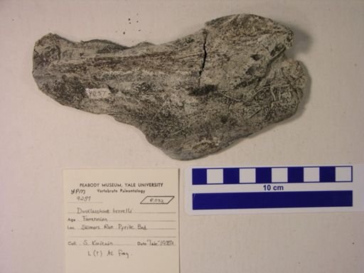 Dunkleosteus terrelli