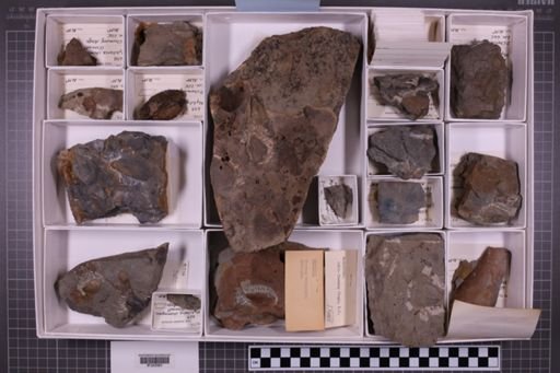 mixed taxa, stratigraphic collection