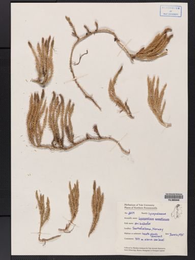 Lycopodium annotinum