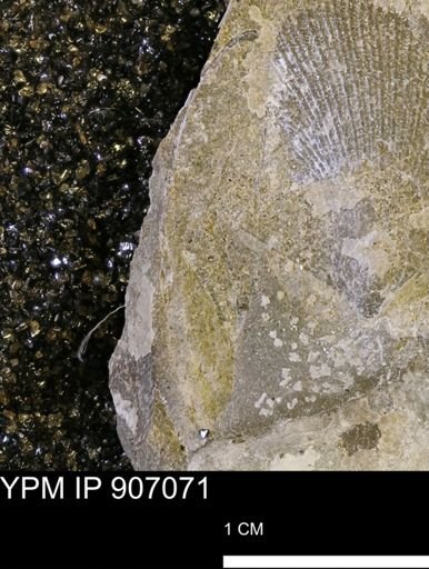 undet. Bivalvia