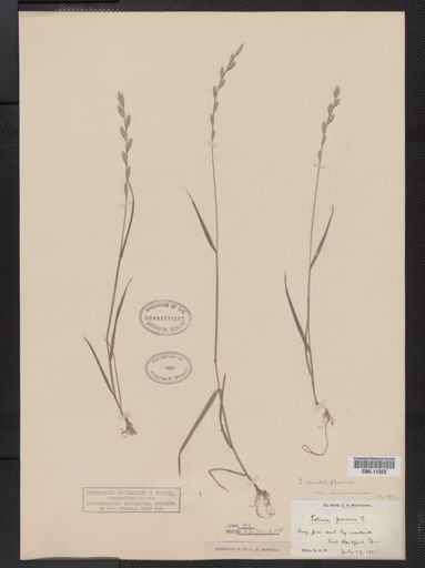 Lolium multiflorum