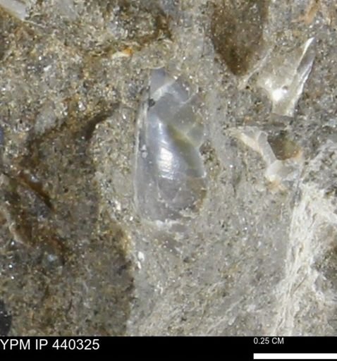Phelopteria linguaeformis