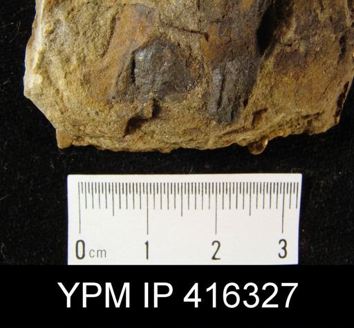 undet. Brachiopoda