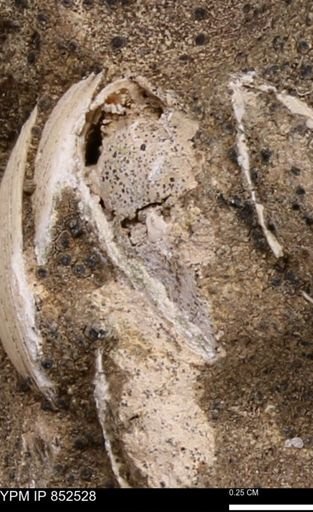 Limopsis striatopunctatus