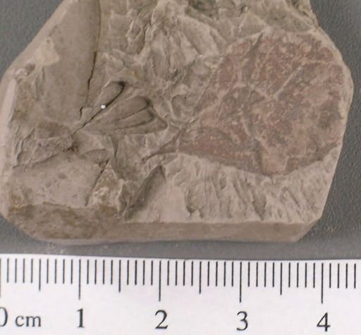Celastrophyllum newberryanum