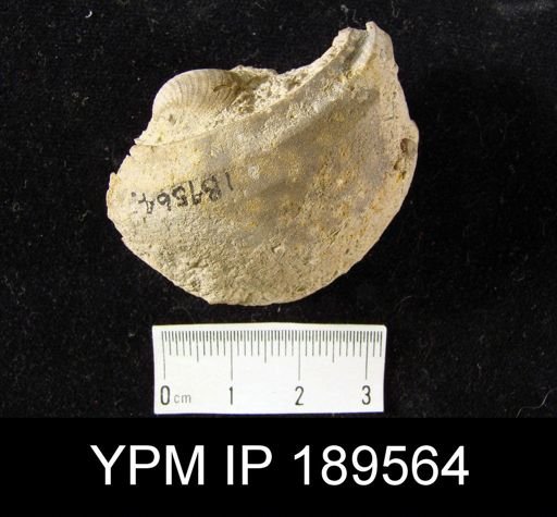 Vestinautilus sp.
