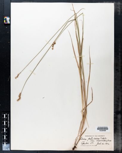 Carex festucacea